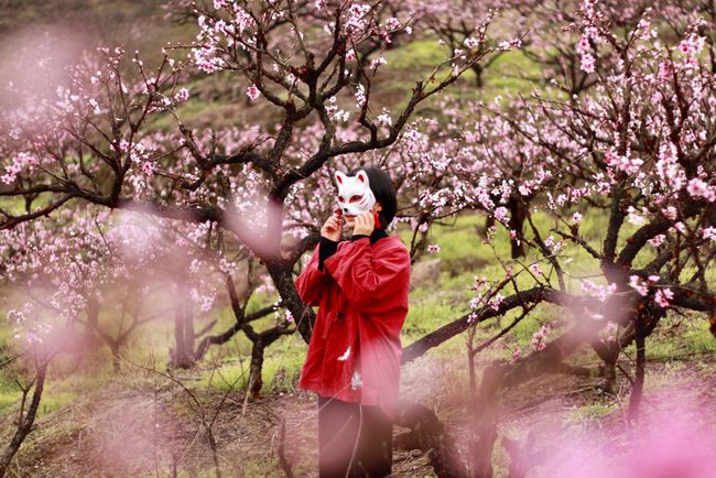 广东省的桃花盛景，绽放于春风中的浪漫与诗意