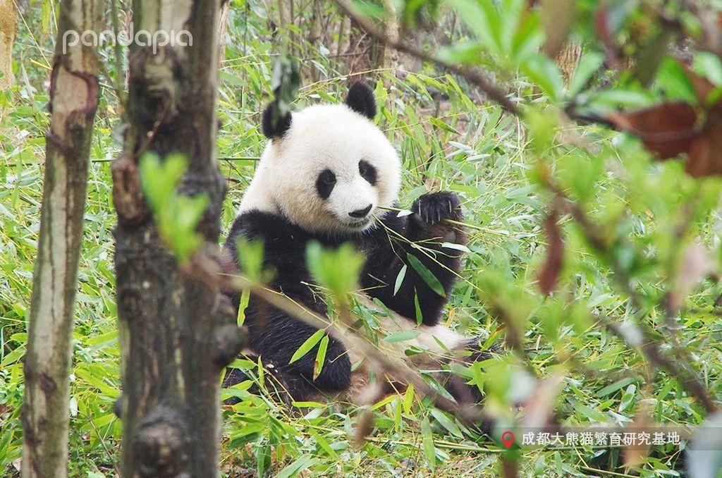 澳门专家解析，九个月宝宝的饮食与消化问题——吃啥拉啥现象解读