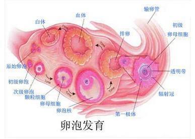 每个月排几个卵子，深入了解女性生理周期中的奥秘