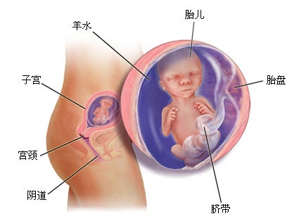 胎儿生殖器成型的时间与过程，深入了解胎儿成长发育的奥秘