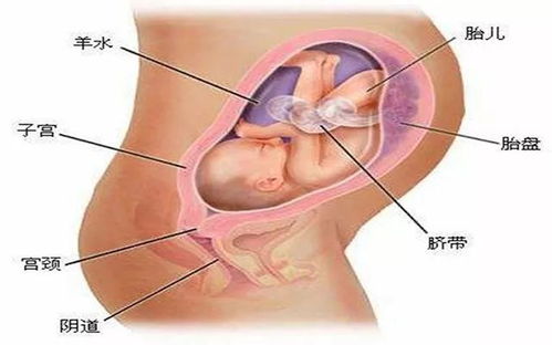 澳门知识专家为您解读，八个月胎儿视频观察与成长奥秘